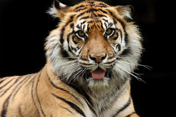 Naklejka premium Związany język