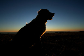 chien la nuit