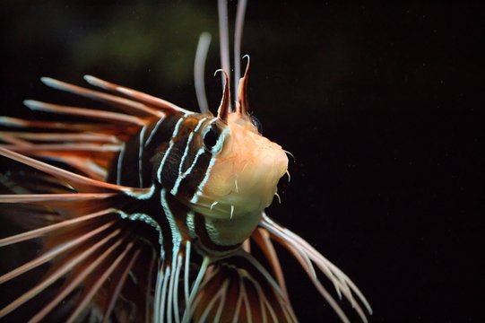 giftiger Feuerfisch