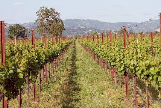 Sonoma Valley, California, USA