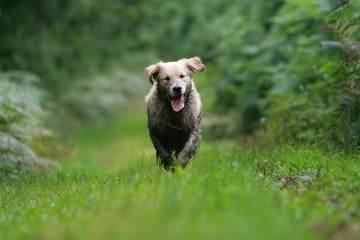 chien sale a la campagne