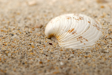coquillage