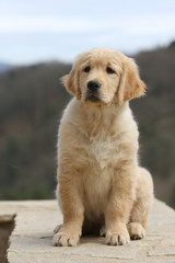 Fototapeta premium chiot golden assis
