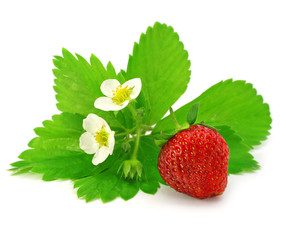 fruit of red strawberry isolated