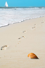 Footprints and Shell on Beach