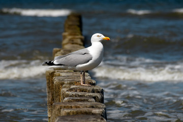 Möwe