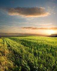 sunset on the field of grain