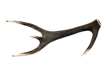 Fototapeta premium Red Deer antler