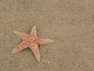 Lonely Starfish