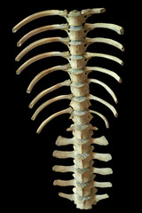 Wildschweinwirbelsäule II