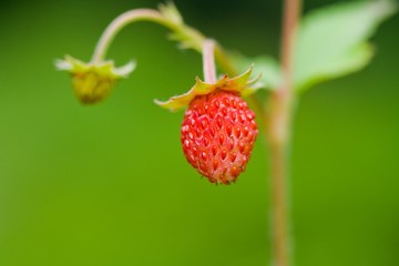 Wild strawberry