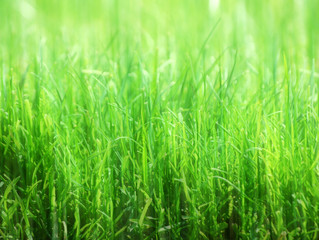 Soft-focus grass
