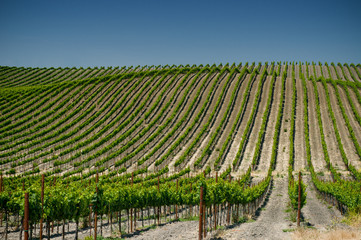 Fototapeta na wymiar winnice Napa Valley, USA