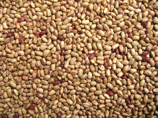 Bean pinto painted beans