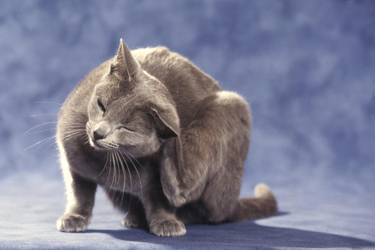 chat  Russe bleu