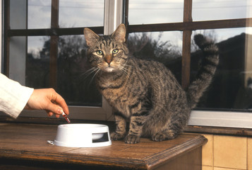  chat  Gouttière
