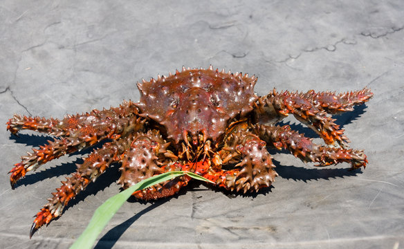 crab (Paralithodes brevipes (Miln - Edwards et Lucas)