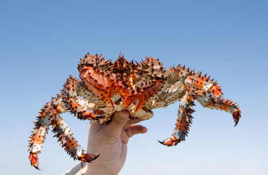 crab (Paralithodes brevipes (Miln - Edwards et Lucas)