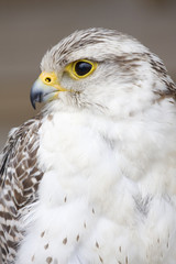 rapace