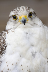 rapace