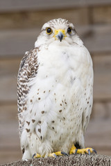 rapace