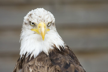 Fototapeta premium aigle