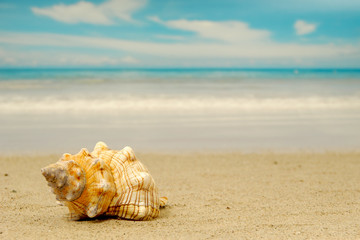 Fototapeta na wymiar Muszli na egzotycznej plaży