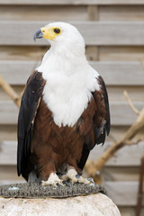 rapace