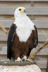 rapace