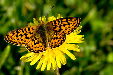 Obraz premium Butterfly