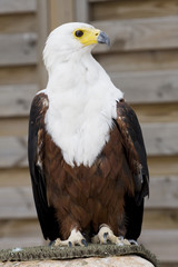 rapace