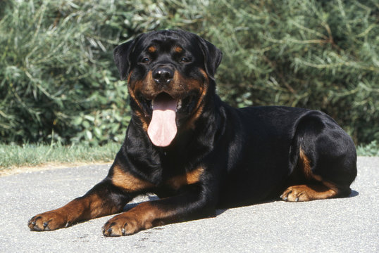 chien Rottweiler Rottweiller