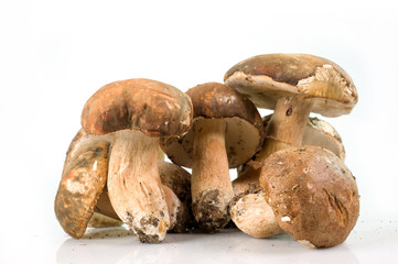 Funghi porcini