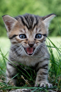 chaton