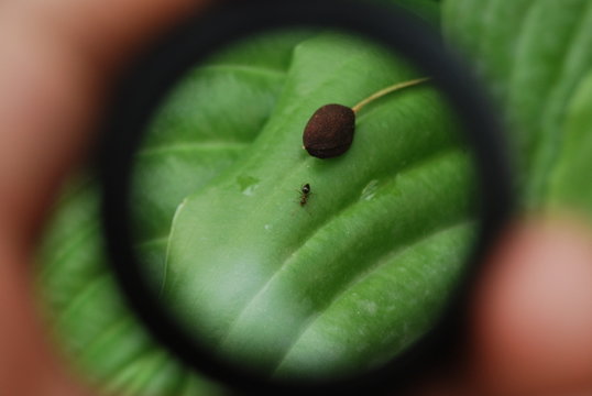 Ant