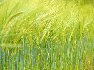 Green wheat field