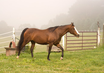 Horse profile on a misty morning