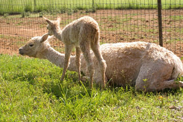 Fototapeta premium Alpaca with cria