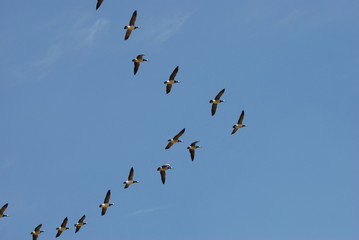 Gänse im Flug