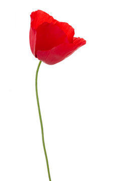 Poppy On White