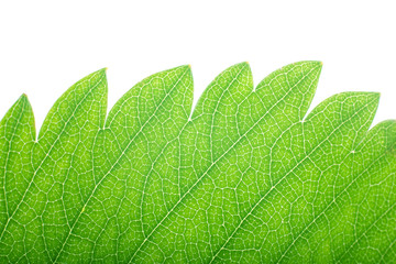 leaf macro