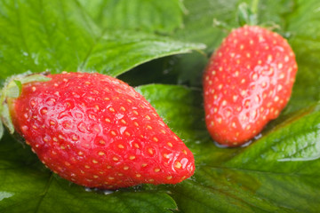 two wet strawberries on fresh leaves
