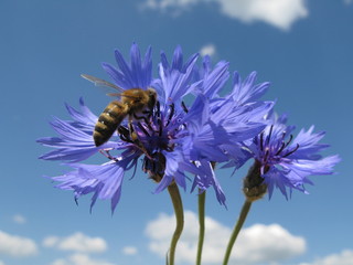 cornflower with bee