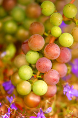Grapes background