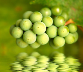 Green grapes