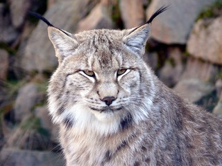 Luchs