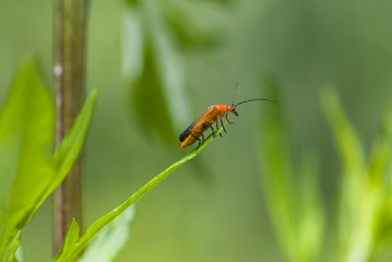 Rhangonycha fulva