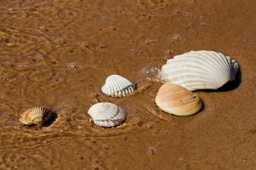 Shells in beach