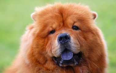 Portrait of Chow Chow Dog