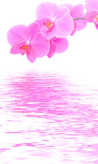 Obraz na płótnie Canvas Background Orchid